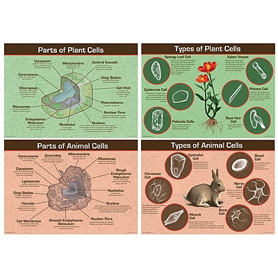 Carson Dellosa Bulletin Board Set Animal Plant Cells