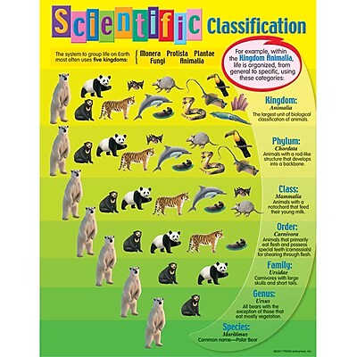 Trend Enterprises Scientific Classification Learning Chart