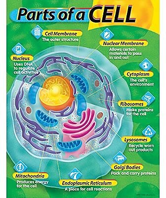 Trend Enterprises Parts of A Cell Learning Chart