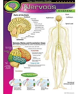 Trend Enterprises The Human Body Nervous System Learning Chart