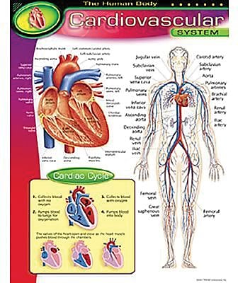 Trend Enterprises The Human Body Cardiovascular System Learning Chart