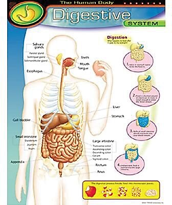 Trend Enterprises The Human Body Digestive System Learning Chart