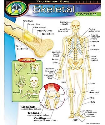 Trend Enterprises The Human Body Skeletal System Learning Chart