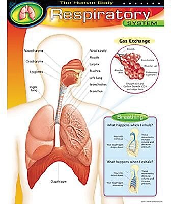 Trend Enterprises The Human Body Respiratory System Learning Chart
