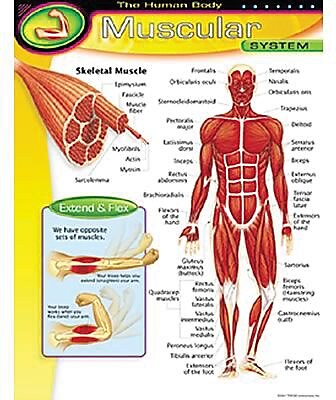 Trend Enterprises The Human Body Muscular System Learning Chart
