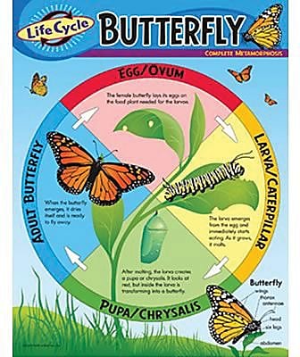 Trend Enterprises Life Cycle of A Butterfly Learning Chart