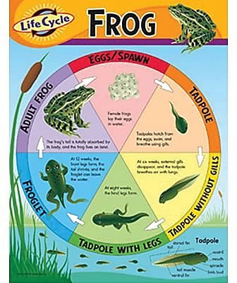 Trend Enterprises Life Cycle of A Frog Learning Chart