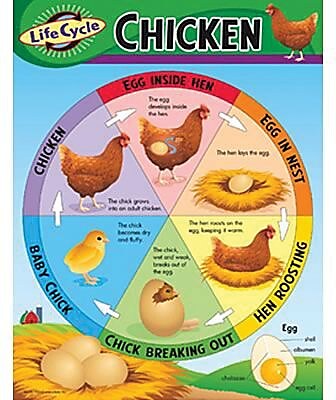 Trend Enterprises Life Cycle of A Chicken Learning Chart