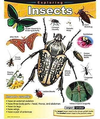 Trend Enterprises Exploring Insects Learning Chart