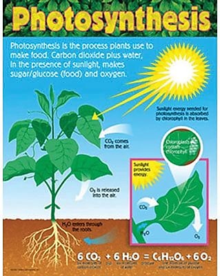 Trend Enterprises Photosynthesis Learning Chart