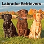 2027 BrownTrout Labrador Retrievers 12" x 12" Monthly Wall Calendar (9798330712540)~#|#~0004AC62-7D01-4173-8A6D8855D251678B_sc7