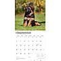 2026 BrownTrout German Shepherd Puppies 12" x 12" Monthly Wall Calendar (9798330703364)~#|#~003C4B83-1172-446E-A9BF3D2BCD7608A0_sc7