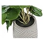 Monarch Specialties Inc. Alocasias in Pots, 2/Pack (I 9582)~#|#~00B96E04-8DC0-46B2-B0DC36613B8EA778_sc7