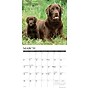 2026 Willow Creek Chocolate Labs 12" x 12" Monthly Wall Calendar (50705)~#|#~00E6A2DA-5666-4D99-A4A8D5D1EB52C245_sc7