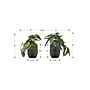 Monarch Specialties Inc. 8" Artificial Alocasia Plant in Pot, 2/Set (I 9559)~#|#~00EBFD4D-EE1D-4E3F-BCA4074E901D6848_sc7