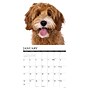 2027 Willow Creek Labradoodles  12" x 12" Monthly Wall Calendar (60971)~#|#~010AA013-366B-4610-B87C2B186B686ADA_sc7