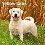 2026 BrownTrout Yellow Labrador Retrievers 12" x 12" Monthly Wall Calendar (9798330704262)~#|#~0110CD8A-32C8-4A74-B01CD233F522D7F1_sc7