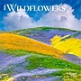 2026 BrownTrout Wildflowers 7" x 7" Monthly Wall Calendar (9798330706358)~#|#~016681D9-B6E4-4AE9-B5E9AC31B74EBA59_sc7