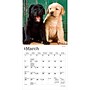2027 BrownTrout Lab Puppies 7" x 7" Monthly Wall Calendar (9798330710027)~#|#~019508E5-4D11-402E-937D356113C006CC_sc7