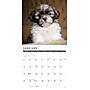 2026 Willow Creek Shih Tzu Puppies 12" x 12" Monthly Wall Calendar (52778)~#|#~01BC1D9D-F019-4CF5-BA03EBD3B39A028B_sc7