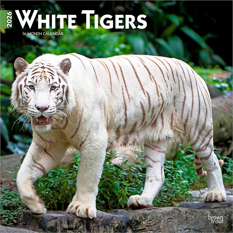 2026 BrownTrout White Tigers 12" x 12" Monthly Wall Calendar (9798330706341) image 1