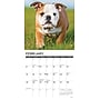 2026 Willow Creek Bulldog Puppies 12" x 12" Monthly Wall Calendar (50422)~#|#~024B0742-AF25-43F9-9BA06DFDB35F817A_sc7