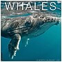 2027 Willow Creek Whales 12" x 12" Monthly Wall Calendar, Assorted Colors (62876)~#|#~025A6A03-B763-4932-A9B638E0A85508C4_sc7
