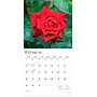 2026 BrownTrout Roses 12" x 12" Monthly Wall Calendar (9798330705382)~#|#~029097F9-ED70-43B3-B98F65E30354DC41_sc7