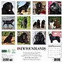 2026 Willow Creek Newfoundlands 12" x 12" Monthly Wall Calendar (52174)~#|#~02CDEEB3-A235-4B1F-BAA074C460359813_sc7