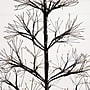 Nearly Natural Pre-Lit Artificial Halloween Black Starburst Tree, 4' (T5409)~#|#~030D702F-9D2D-402E-BC17F6A23C9E0D36_sc7
