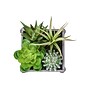 Monarch Specialties Inc. 8" Artificial Succulent Plant in Pot, 2/Set (I 9370)~#|#~033DDF59-B76A-4684-BC7E49ED53D52427_sc7