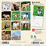 2027 BrownTrout Baby Goats 7" x 7" Monthly Wall Calendar, Assorted Colors (9798330709762)~#|#~03CC3EBA-5DE0-4C64-971C6976B8D861AC_sc7