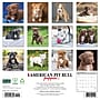 2027 Willow Creek American Pit Bull Terrier Puppies 12" x 12" Monthly Wall Calendar, Assorted Colors (58749)~#|#~03DFDDFD-41CE-42C5-B7A63C3887C1DB85_sc7