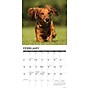 2026 Willow Creek Longhaired Dachshunds 12" x 12" Monthly Wall Calendar (55939)~#|#~040438CE-7983-4804-9A32751CC8205F9A_sc7