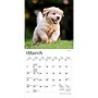 2027 BrownTrout Golden Retriever Puppies 7" x 7" Monthly Wall Calendar, Assorted Colors (9798330710010)~#|#~04089E7C-E9D7-4FAE-96231D7192C91474_sc7