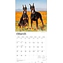 2026 BrownTrout Dobermans 12" x 12" Monthly Wall Calendar (9798330703159)~#|#~04598BA7-094D-4655-9F235F73313770C3_sc7