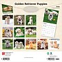 2026 BrownTrout Golden Retriever Puppies 12" x 12" Monthly Wall Calendar (9798330703463)~#|#~04DC17E7-5932-40AC-BC45EA36824D666F_sc7