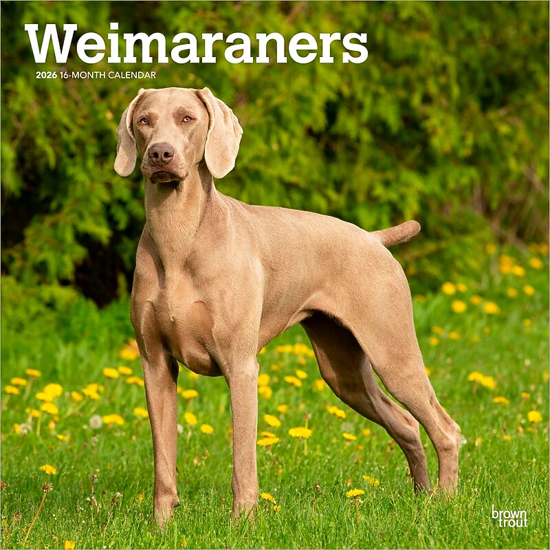 2026 BrownTrout Weimaraners 12" x 12" Monthly Wall Calendar (9798330706211) image 1