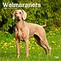 2026 BrownTrout Weimaraners 12" x 12" Monthly Wall Calendar (9798330706211)~#|#~04F0F2E4-93CF-4349-9901BF1851BFA2F0_sc7