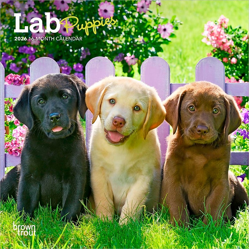 2026 BrownTrout Lab Puppies 7" x 7" Monthly Wall Calendar (9798330704163) image 1