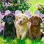 2026 BrownTrout Lab Puppies 7" x 7" Monthly Wall Calendar (9798330704163)~#|#~0526ED30-9650-4631-ACC41FA7A555783D_sc7