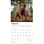2026 BrownTrout Chocolate Labrador Retrievers 12" x 12" Monthly Wall Calendar (9798330704255)~#|#~05527B4D-2EB6-4938-A74E5E16F426DBE7_sc7