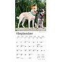 2026 BrownTrout Australian Cattle Dogs 7" x 7" Monthly Wall Calendar (9798330702183)~#|#~05992DE7-2ACF-4D95-B65A1C9803E0B5A3_sc7