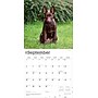 2026 BrownTrout Australian Kelpies 12" x 12" Monthly Wall Calendar (9798330702206)~#|#~05A5B594-8297-4153-8227ED07A9F42179_sc7