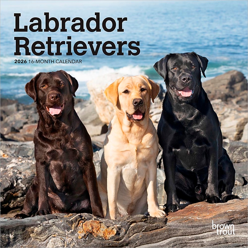2026 BrownTrout Labrador Retrievers 7" x 7" Monthly Wall Calendar (9798330704217) image 1