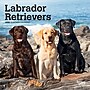 2026 BrownTrout Labrador Retrievers 7" x 7" Monthly Wall Calendar (9798330704217)~#|#~05C08EC7-0580-47FA-9F0E4D0A05727A0C_sc7