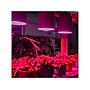 Viribright Virigrow 9-Watts Full-Spectrum LED Grow Light Bulb, 4/Box (290103-4)~#|#~06B3CBFB-13AD-4B9A-82373152A9A6FDF8_sc7