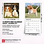 2027 BrownTrout Cavalier King Charles Spaniel Puppies 7" x 7" Monthly Wall Calendar, Assorted Colors (9798330709953)~#|#~07436869-F390-421F-833A46B0AF955385_sc7