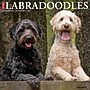 2027 Willow Creek Labradoodles  12" x 12" Monthly Wall Calendar (60971)~#|#~07C631AA-F01C-479B-889177690DCCF8F3_sc7