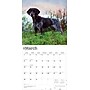 2026 BrownTrout German Shorthaired Pointers 12" x 12" Monthly Wall Calendar (9798330703401)~#|#~07EABE9C-0B36-4FCB-9A0D4664CD65CC48_sc7